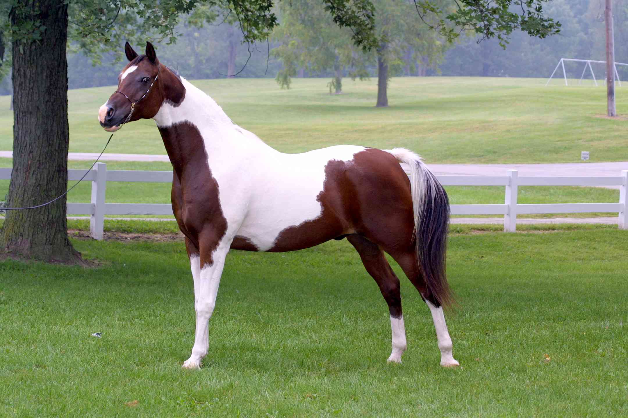 Краска Saddlebred припаркована, чтобы показать в руке.