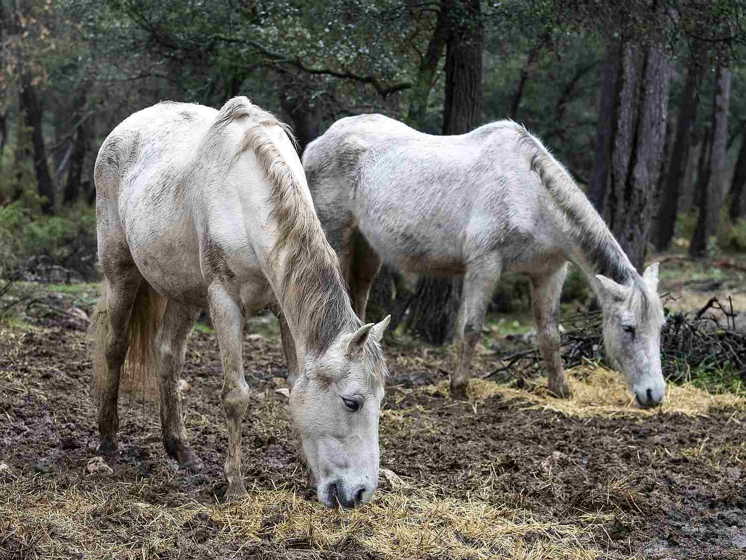 Две старые лошади с полыми спинами.