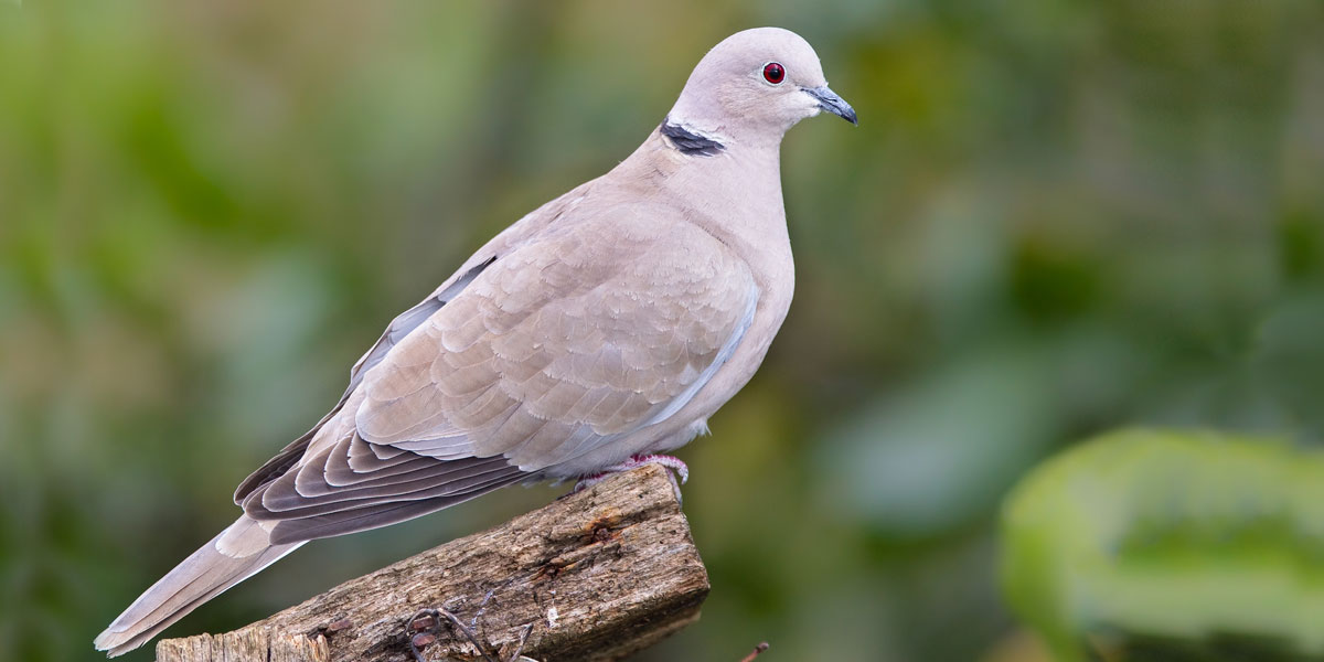 Collared dove heyte gelmesi.balalariyla