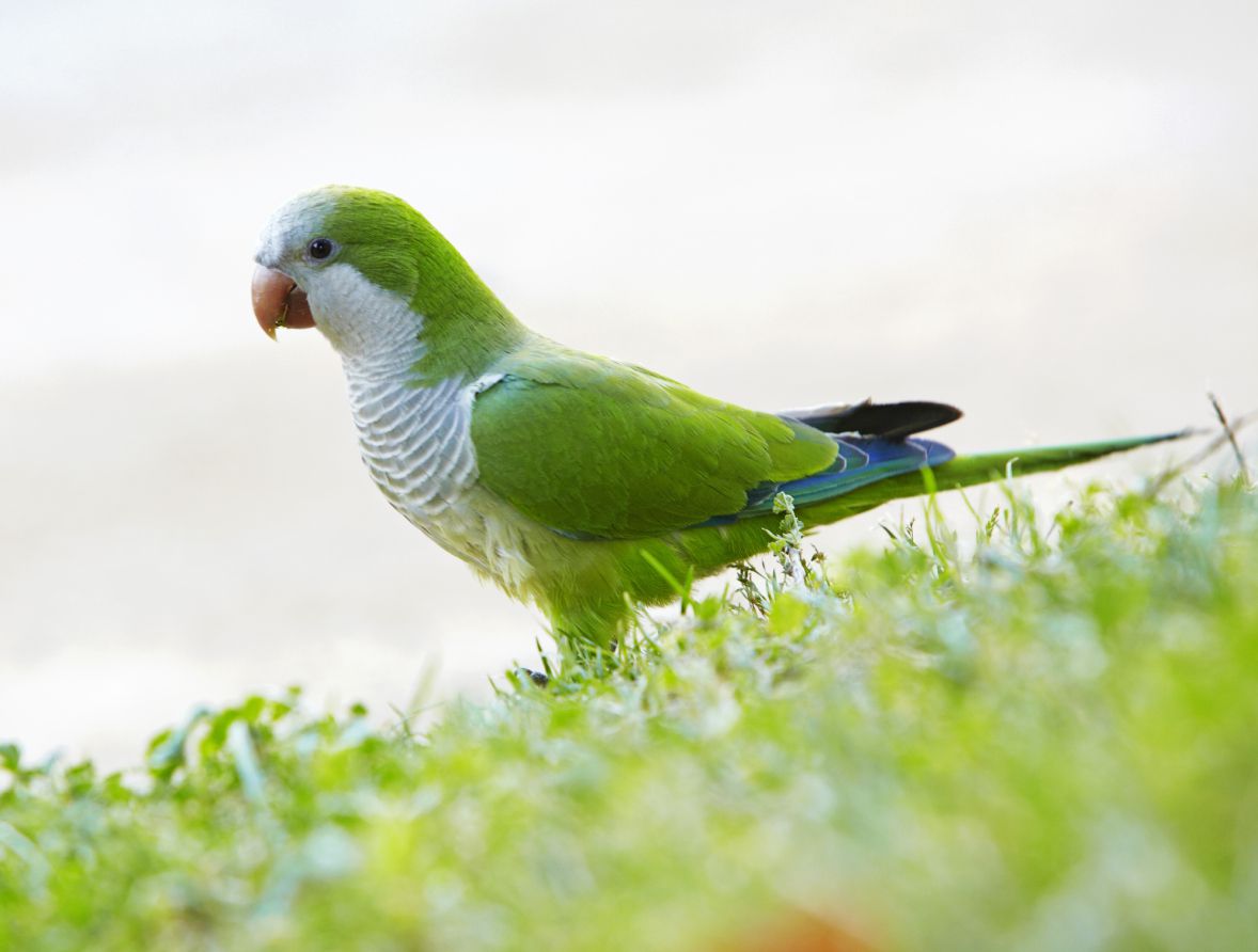 зеленый квакерский попугай
