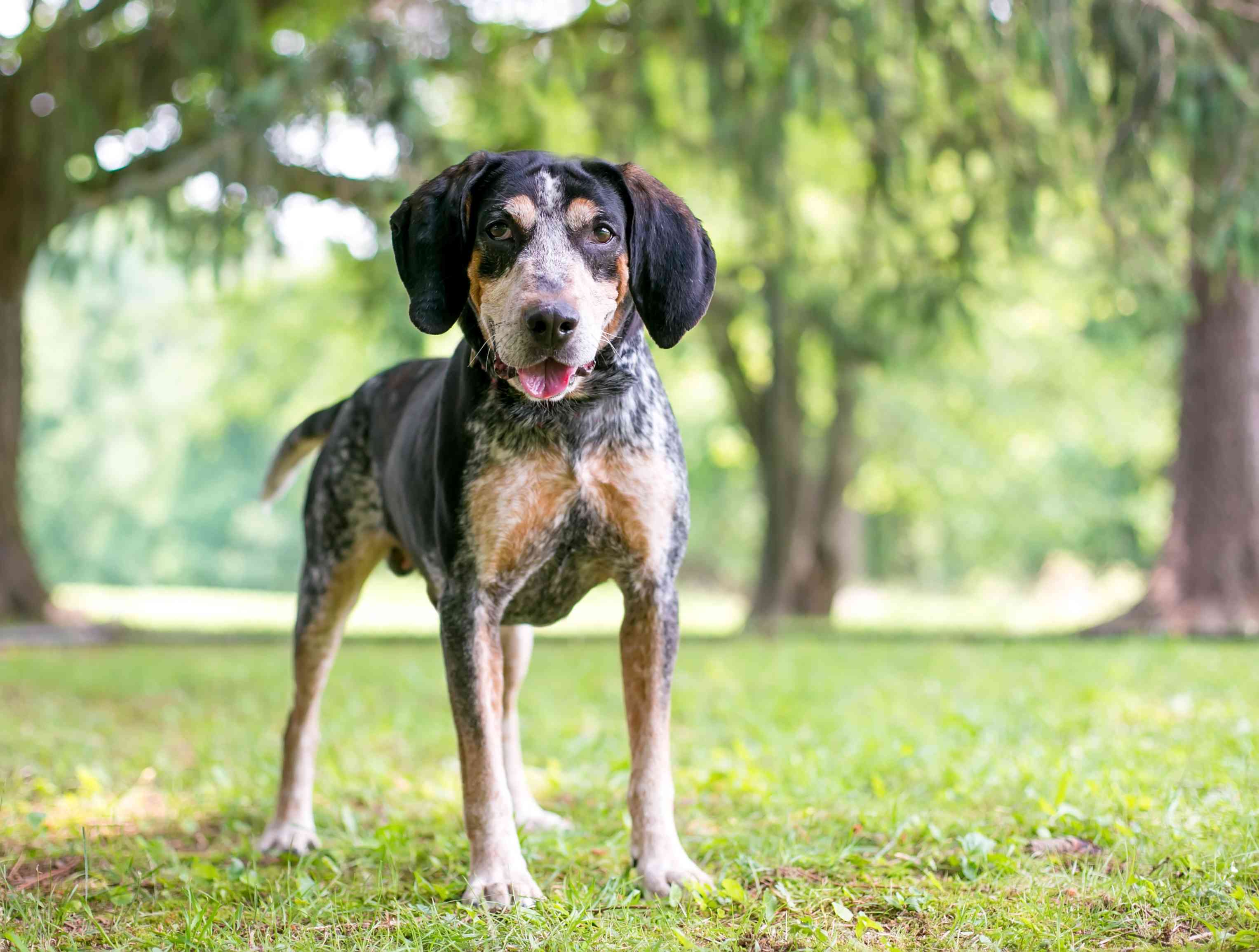 Собака Bluetick Coonhound стоит на улице