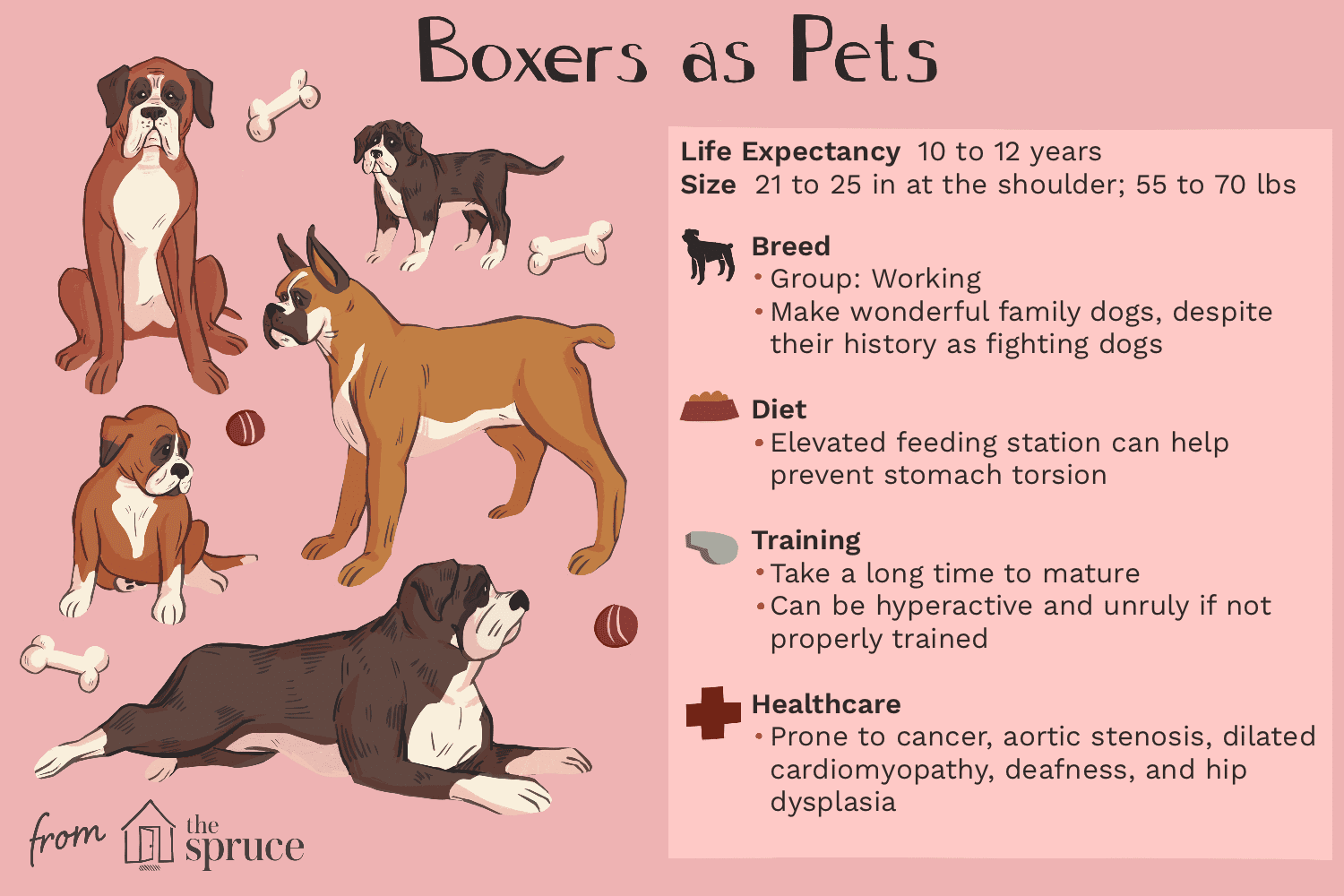 боксеры в качестве иллюстрации домашних животных