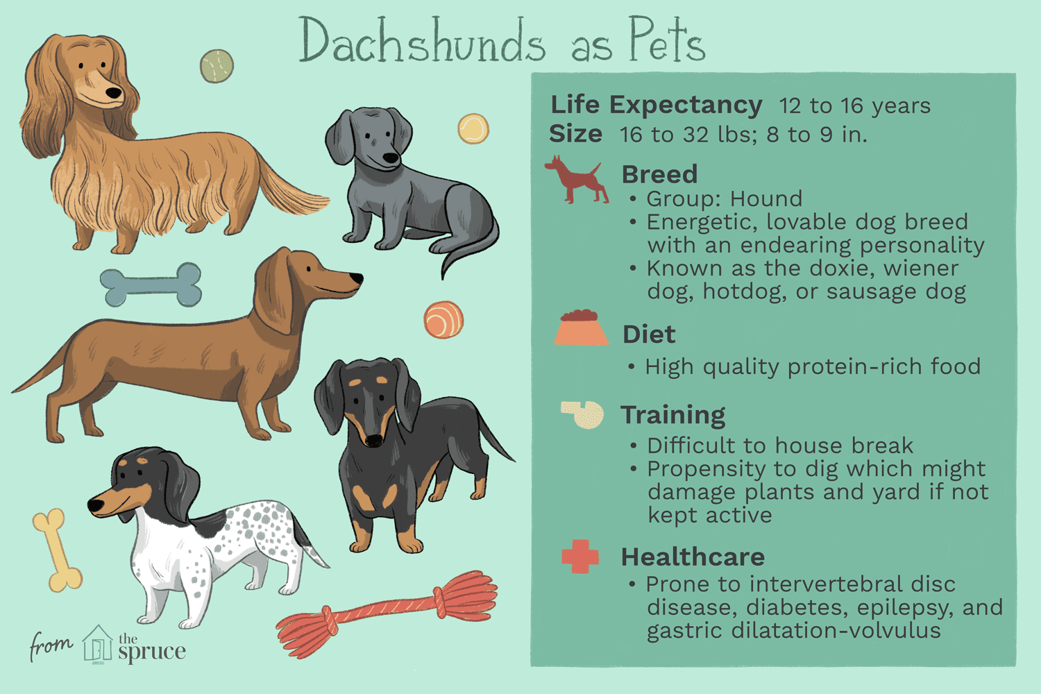 daschunds как домашние животные иллюстрация