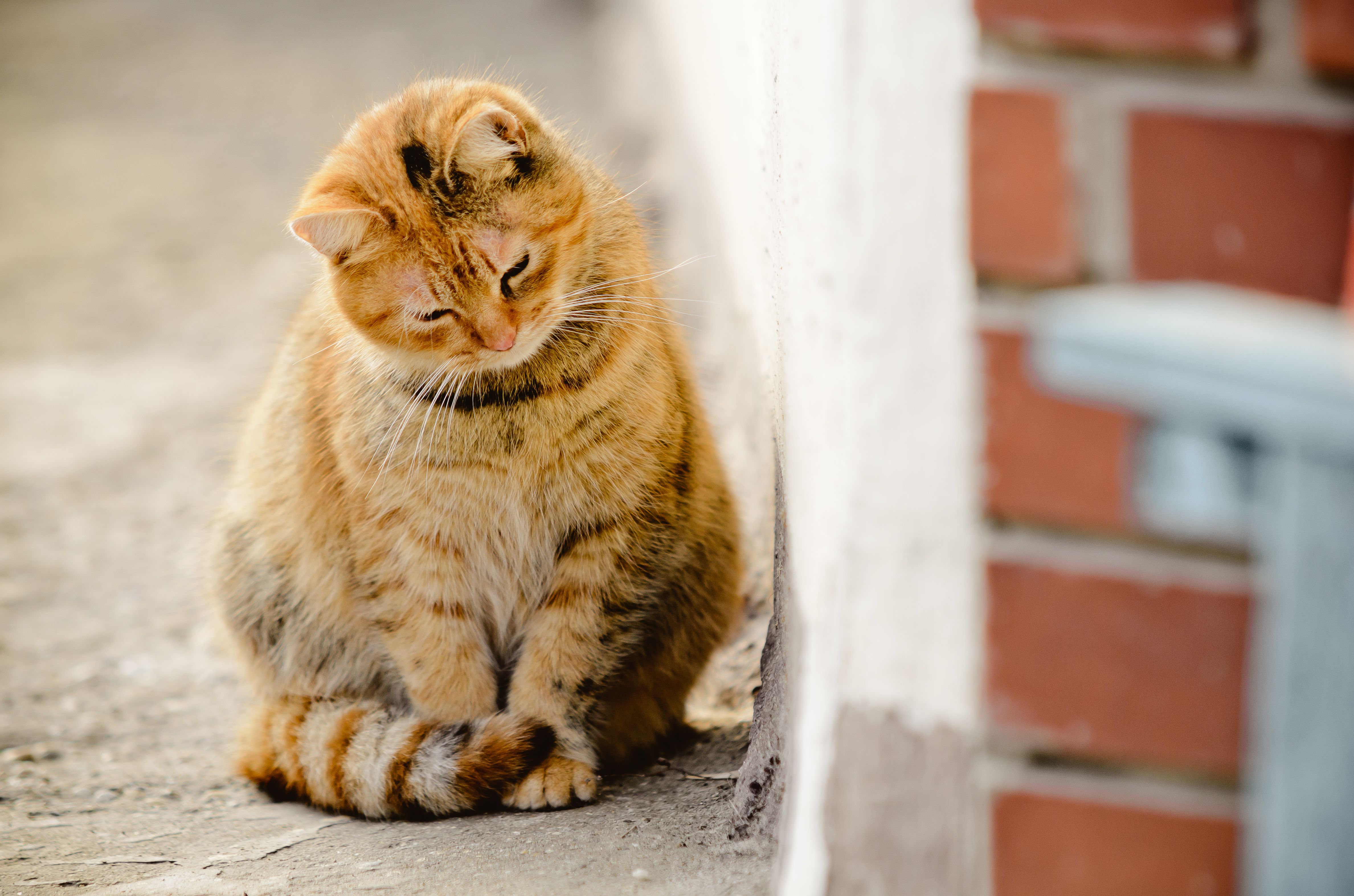 Коричневая домашняя кошка