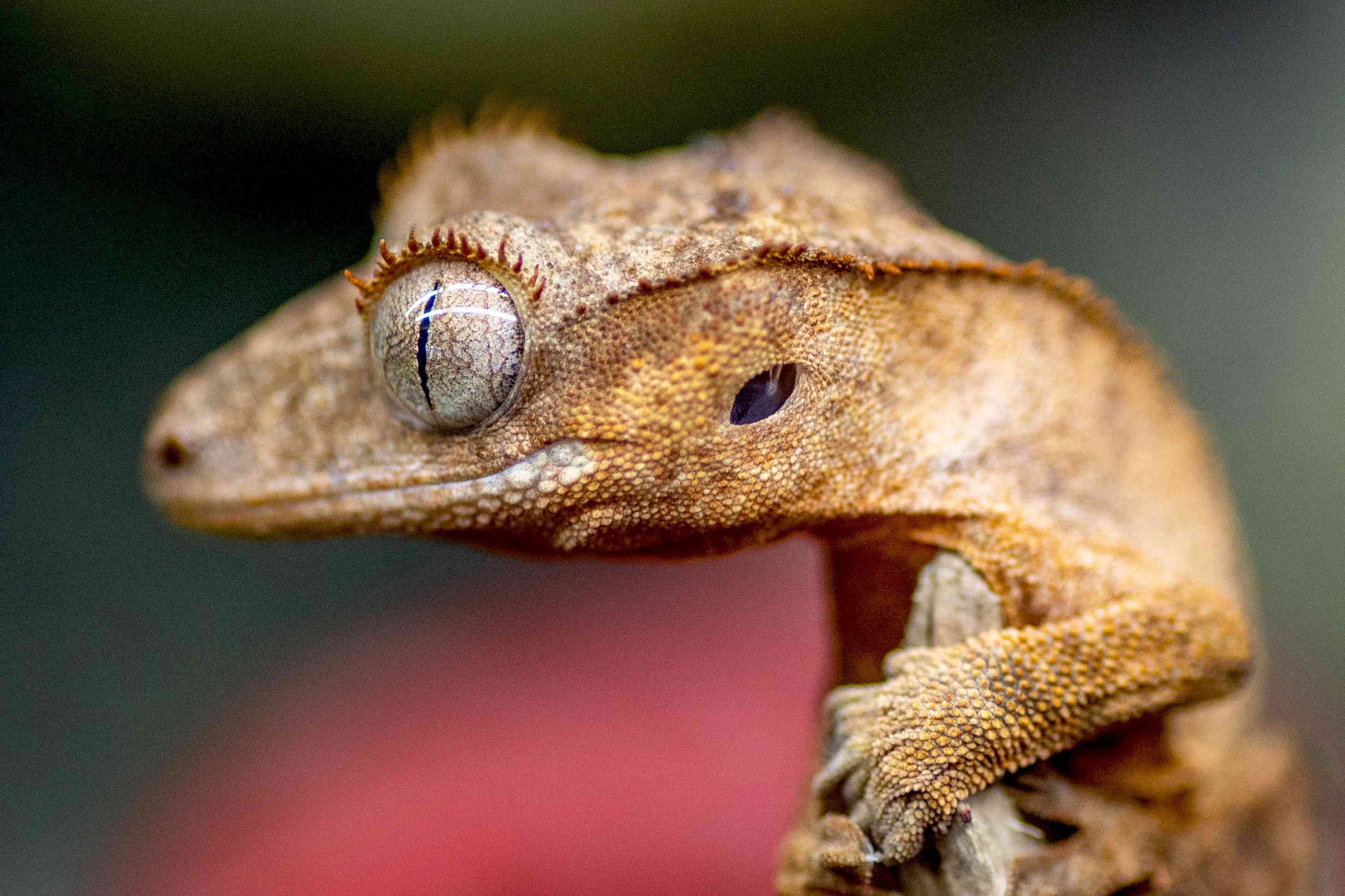 Хохлатый геккон с серыми глазами и чешуйчатой ​​светло-коричневой кожей крупным планом