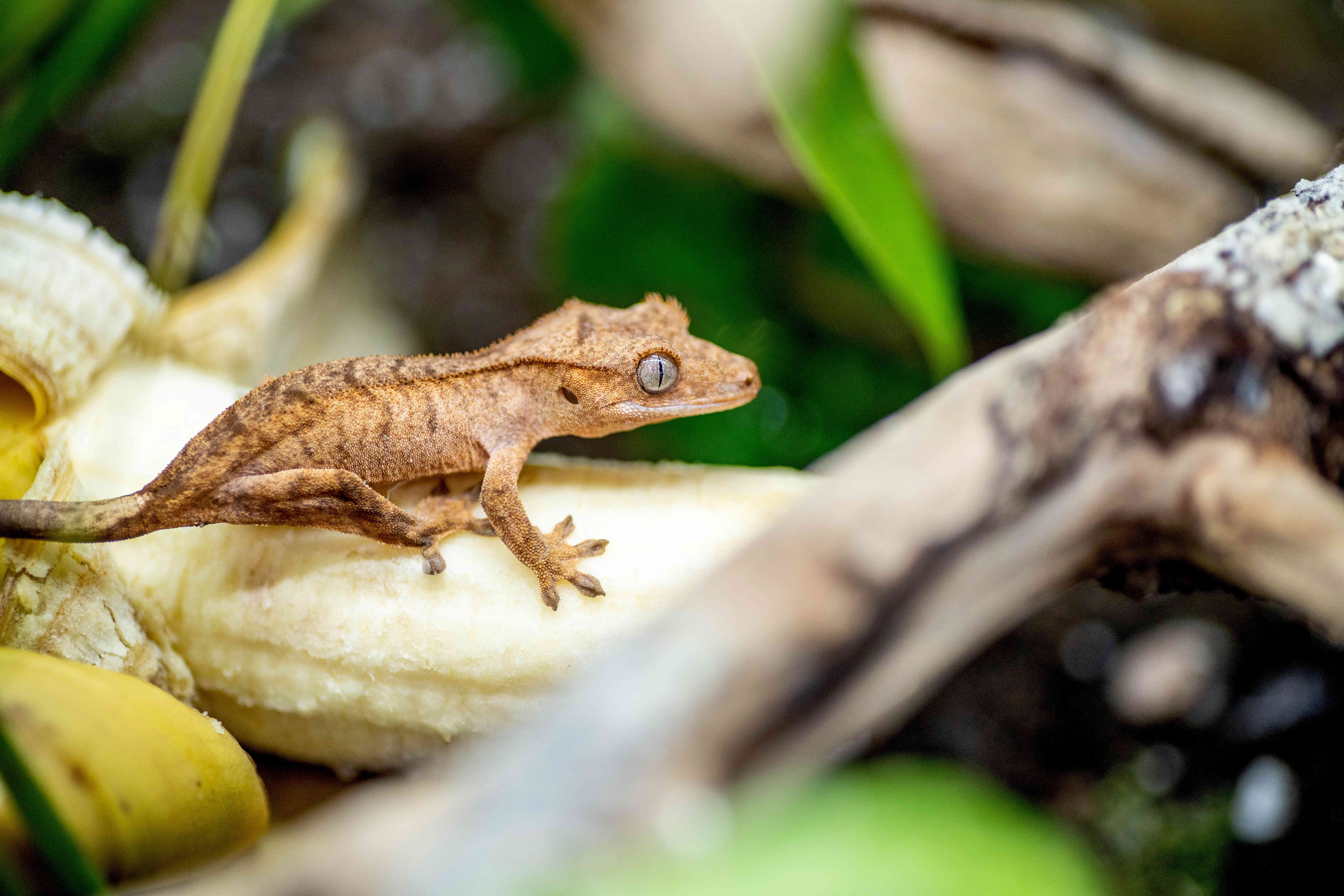 Хохлатый геккон со светло-коричневой кожей взбирается на банан 