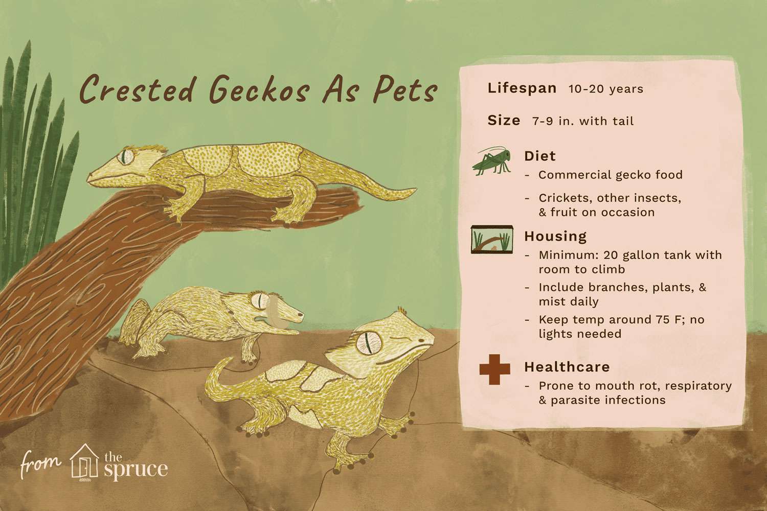 Хохлатый геккон: профиль вида