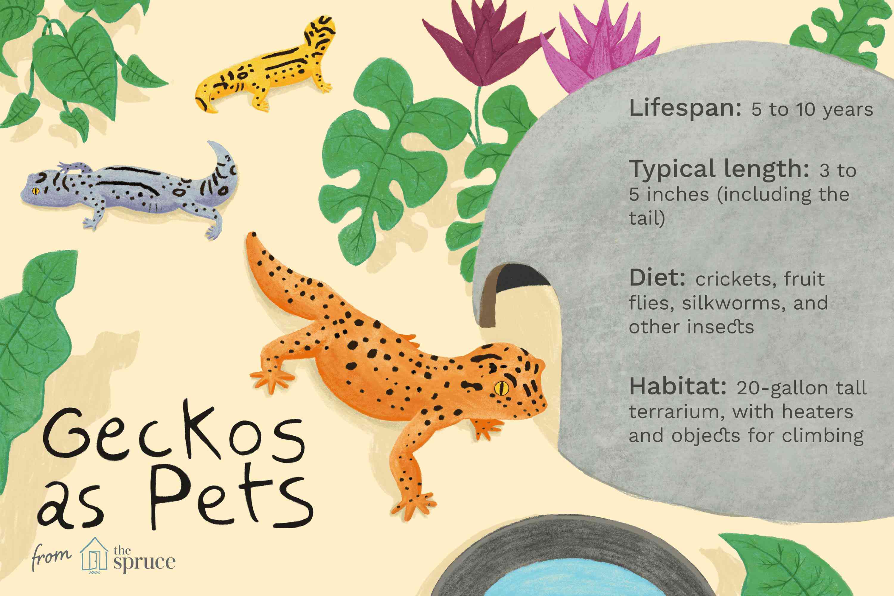 Иллюстрация о гекконах как домашних животных