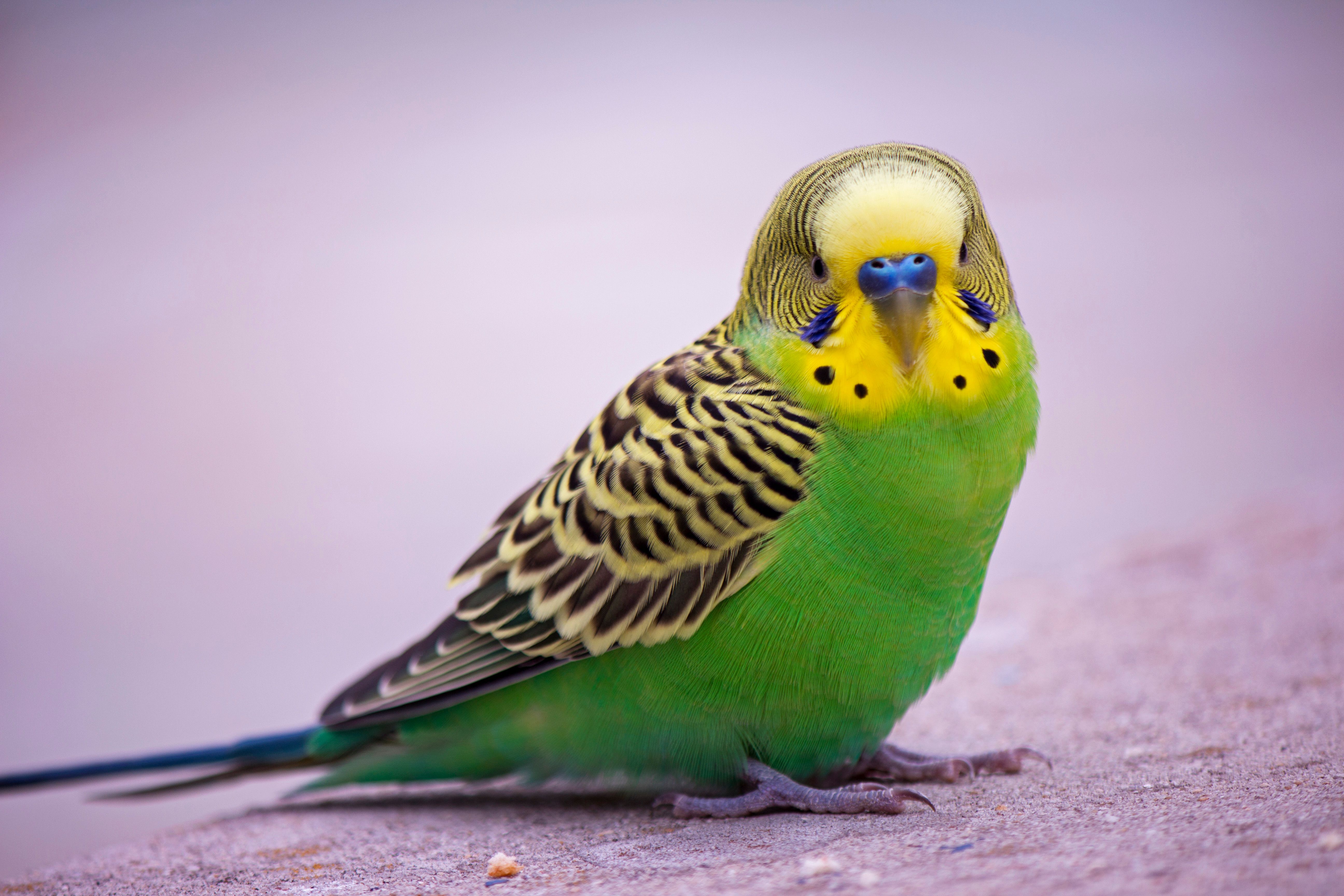 Зеленый волнистый попугайчик сидит на полу