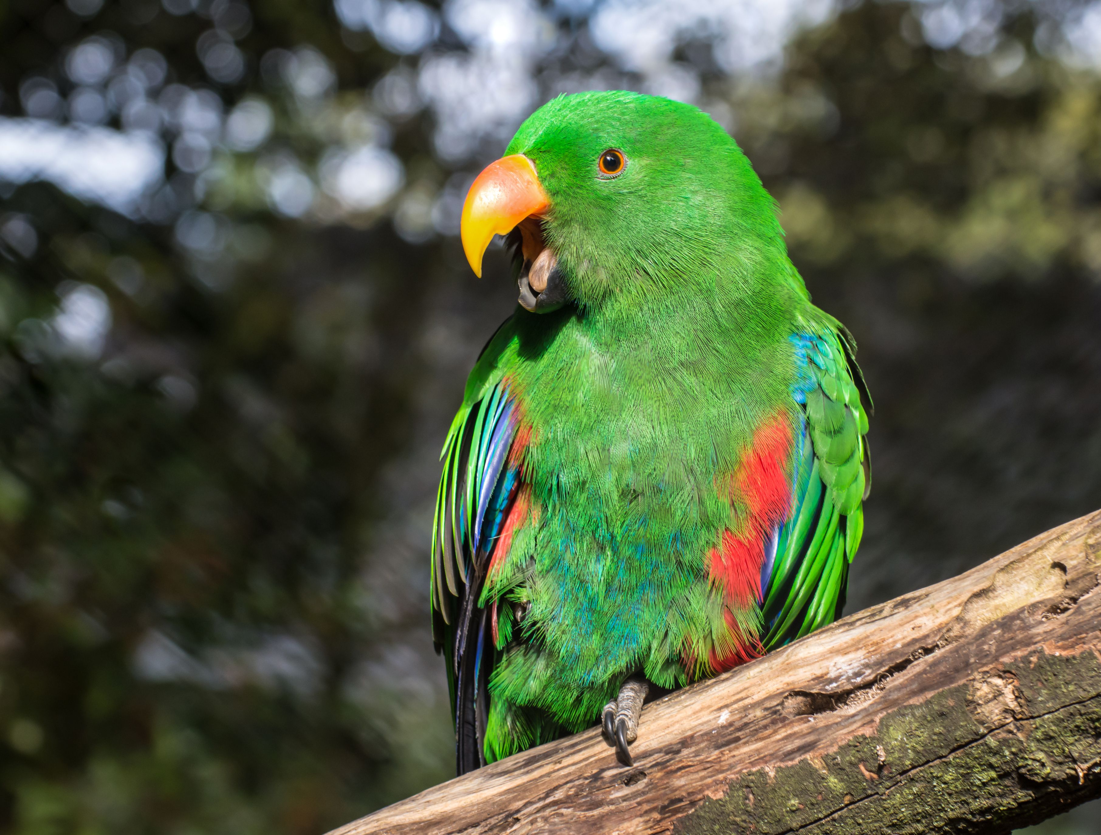 Зеленый попугай эклектус сидит на ветке