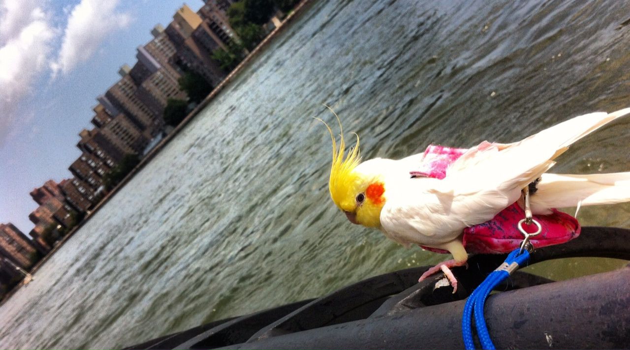 Птица в летном костюме в Нью-Йорке