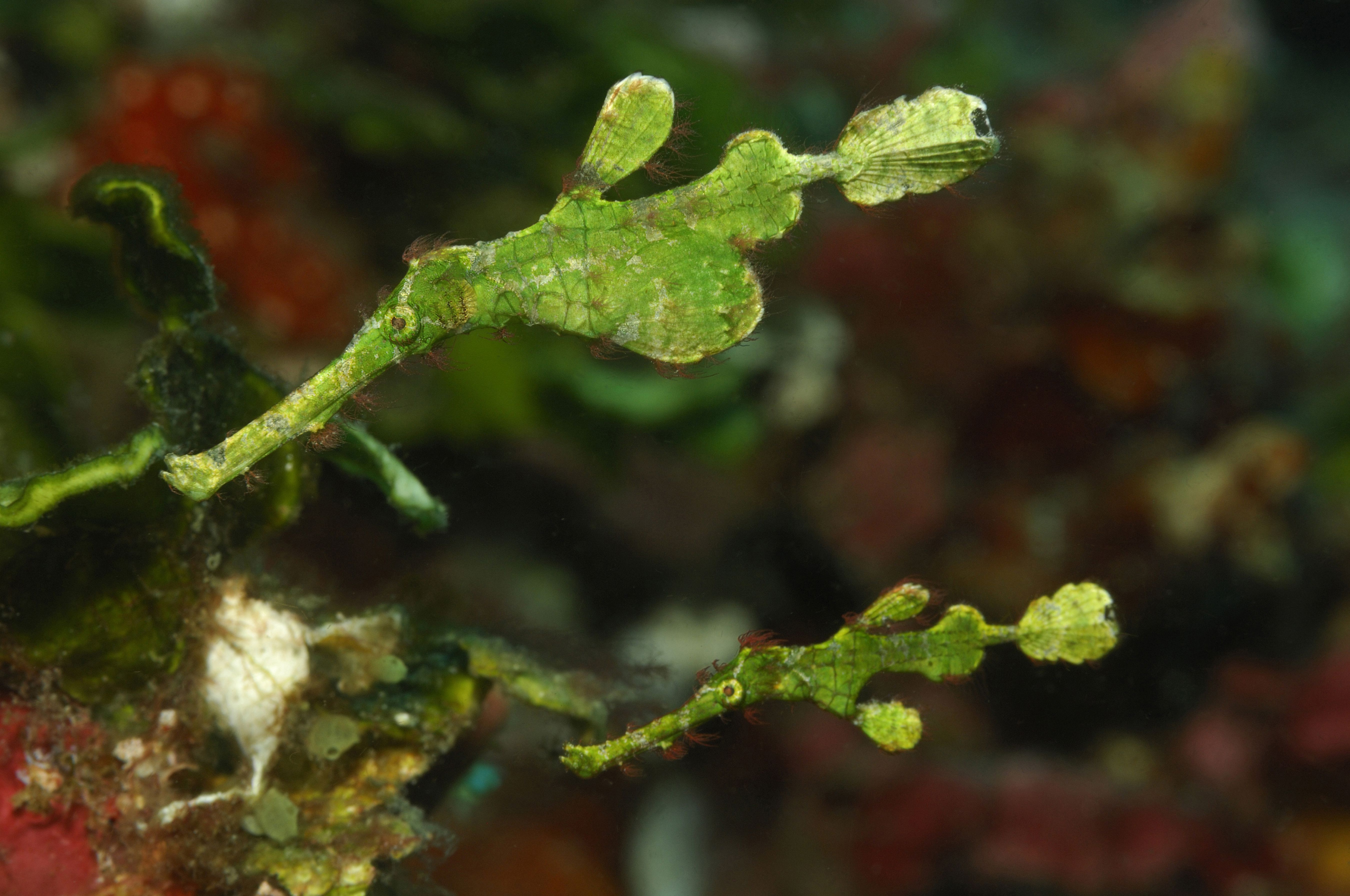 Halimeda Ghost Pipefish имитирует макроводоросли