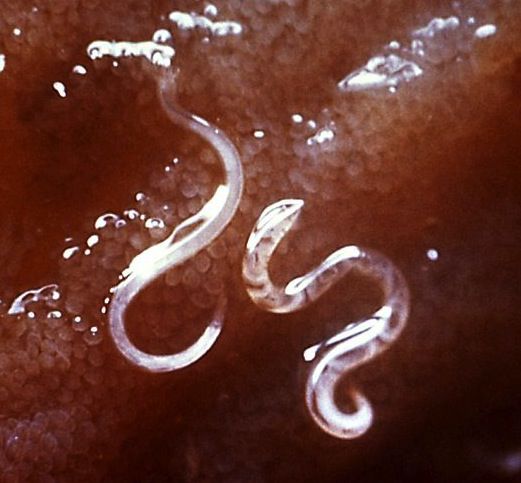 Собачьи анкилостомы - ancylostoma caninum