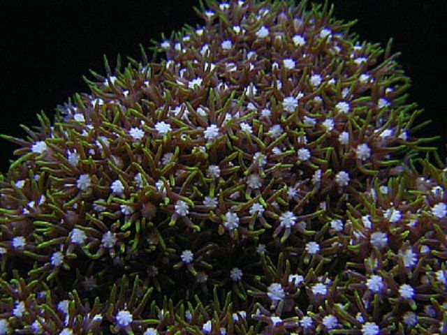 Полипы Green Star (Pachyclavularia sp.)