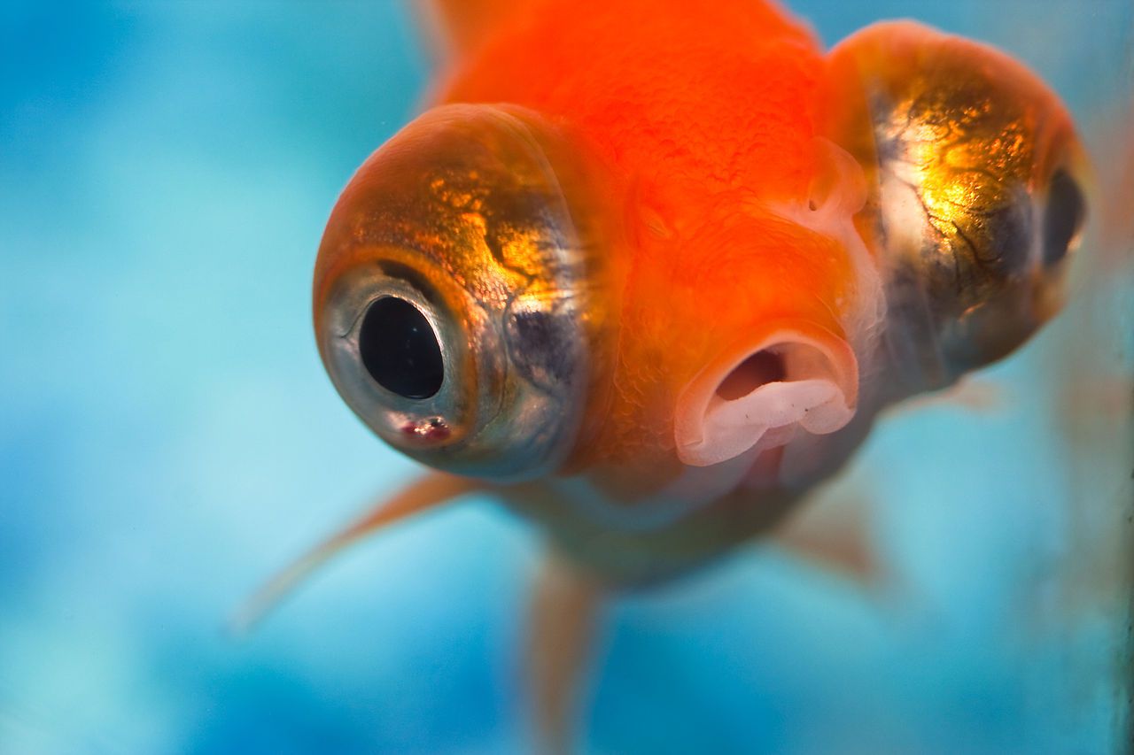рыба с выпученными глазами