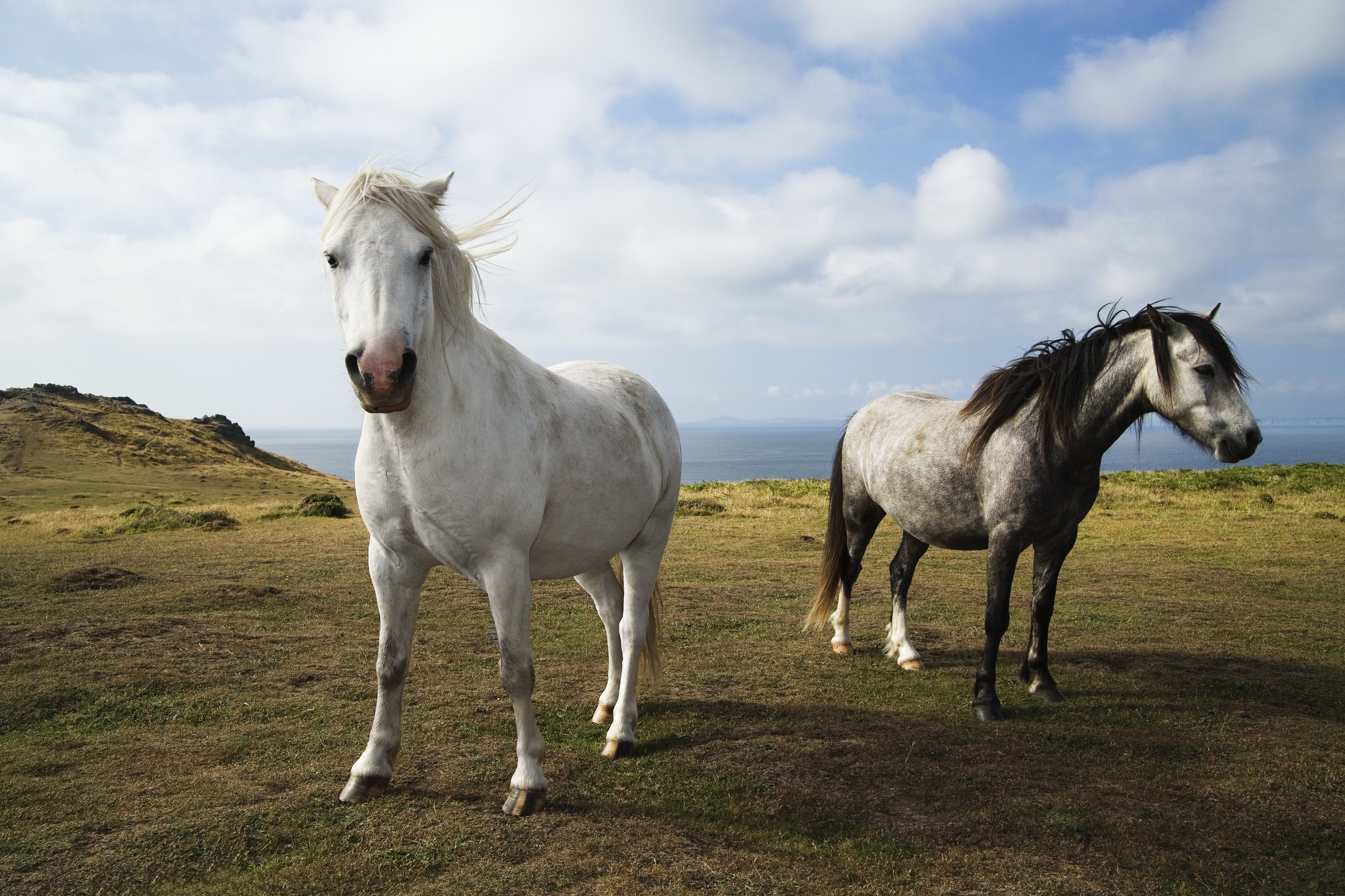 Две дикие лошади (Equus caballus) на прибрежном мысе