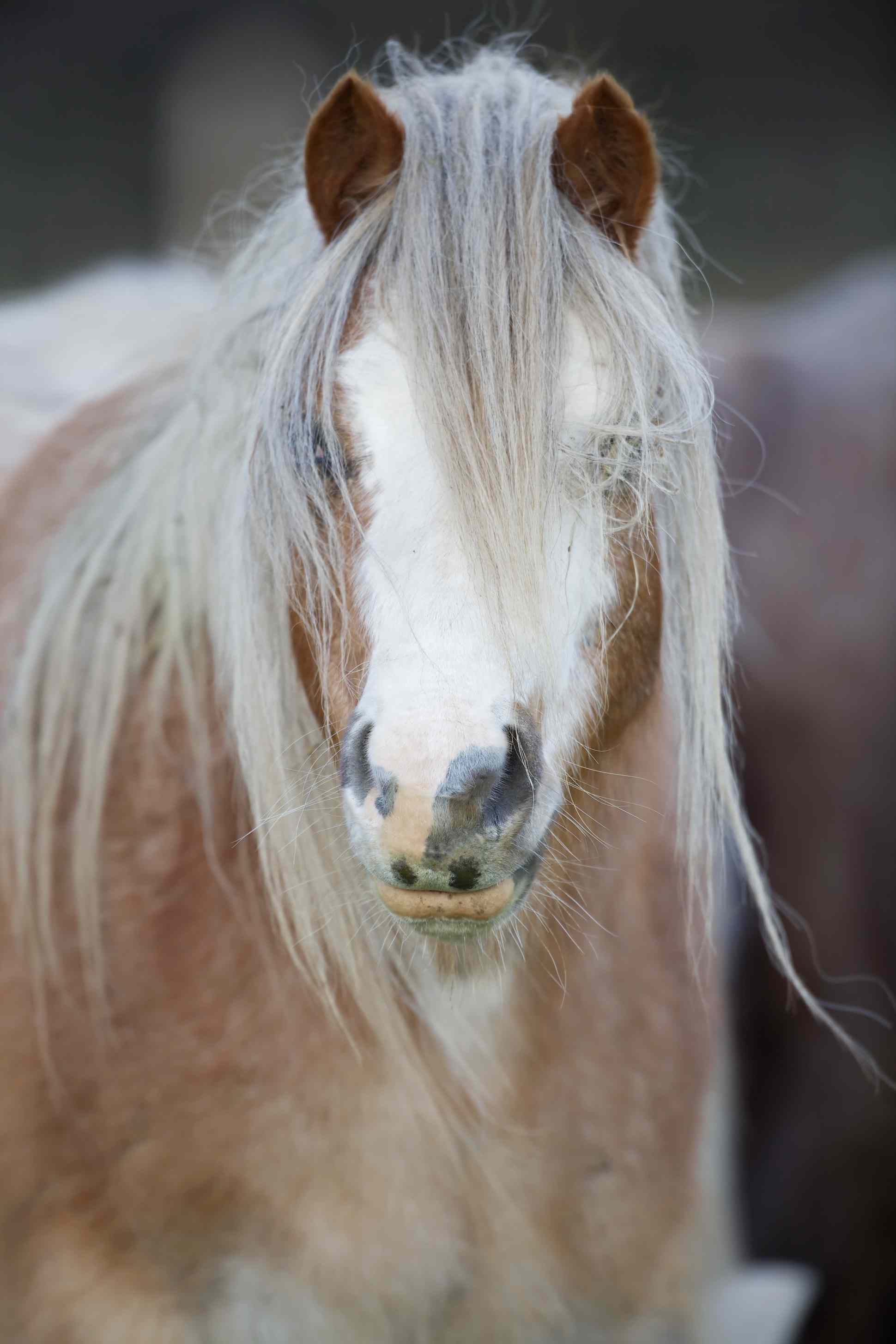 Уэльский горный пони (Equus ferus caballus) с длинной гривой.  Потомок древнего кельтского горного пони, который веками жил в дикой природе в холмах Уэльса.  Соединенное Королевство