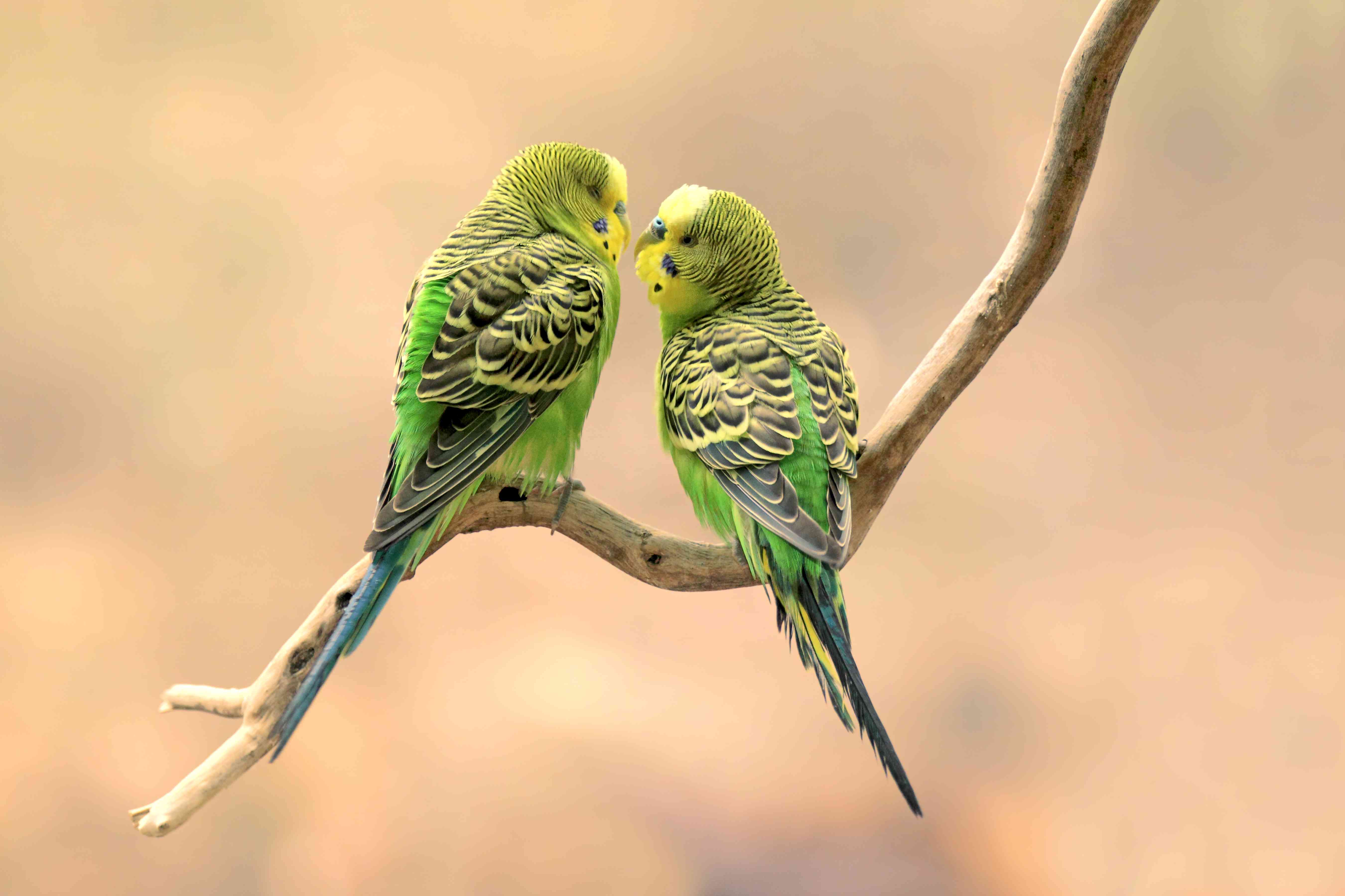 два зеленых волнистых попугайчика на ветке