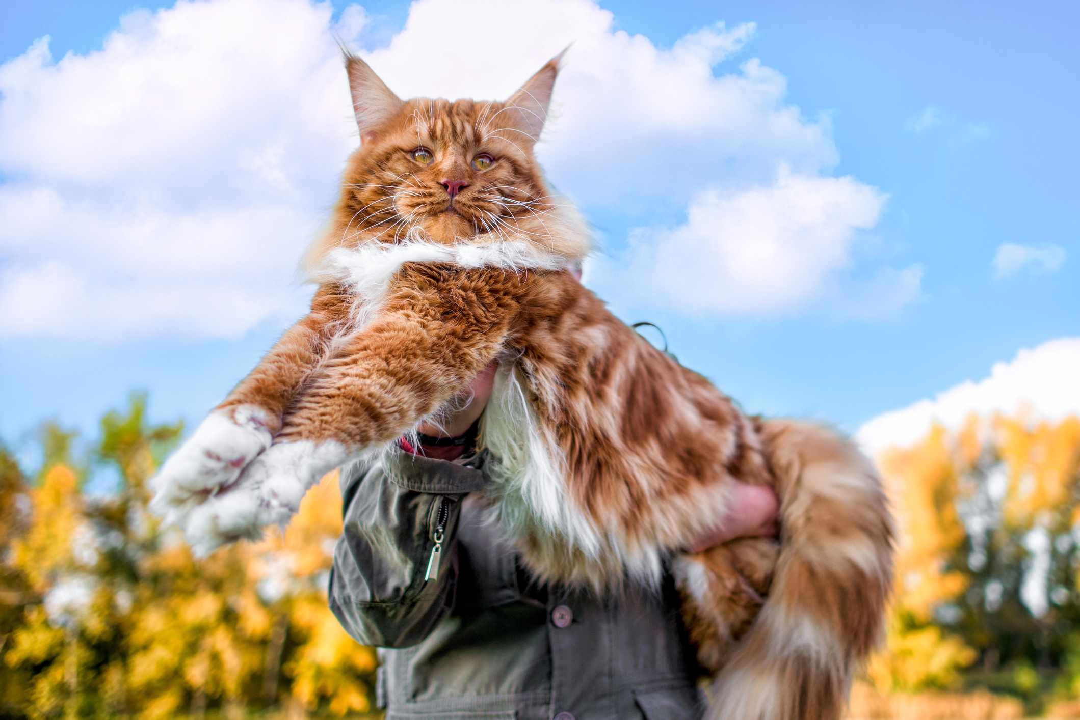 Оранжево-белый кот мейн-кун