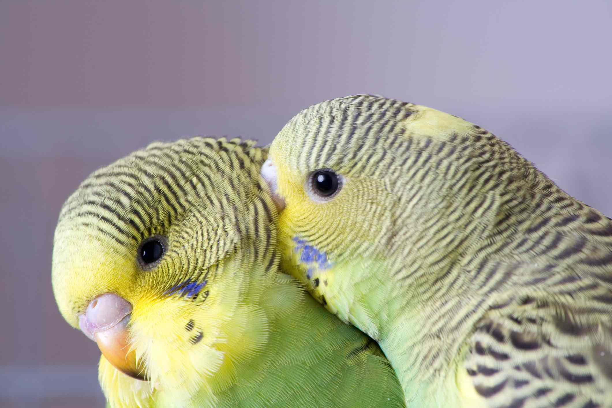 два попугая сидят вместе