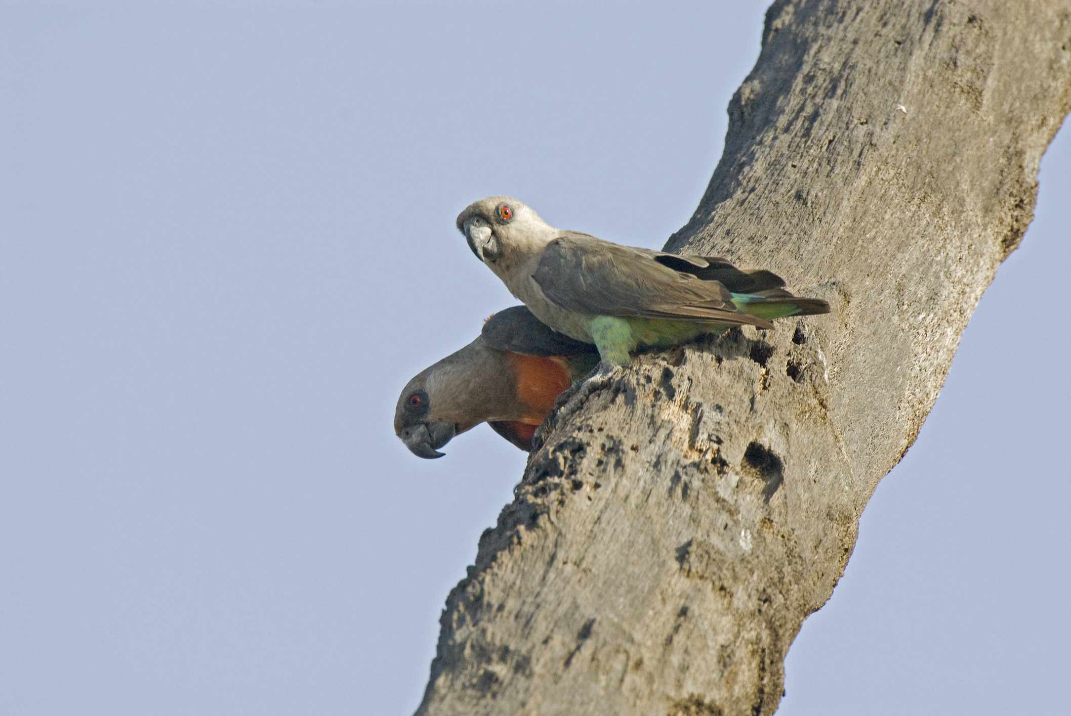 Самец и самка краснобрюхих попугаев на ветке дерева.