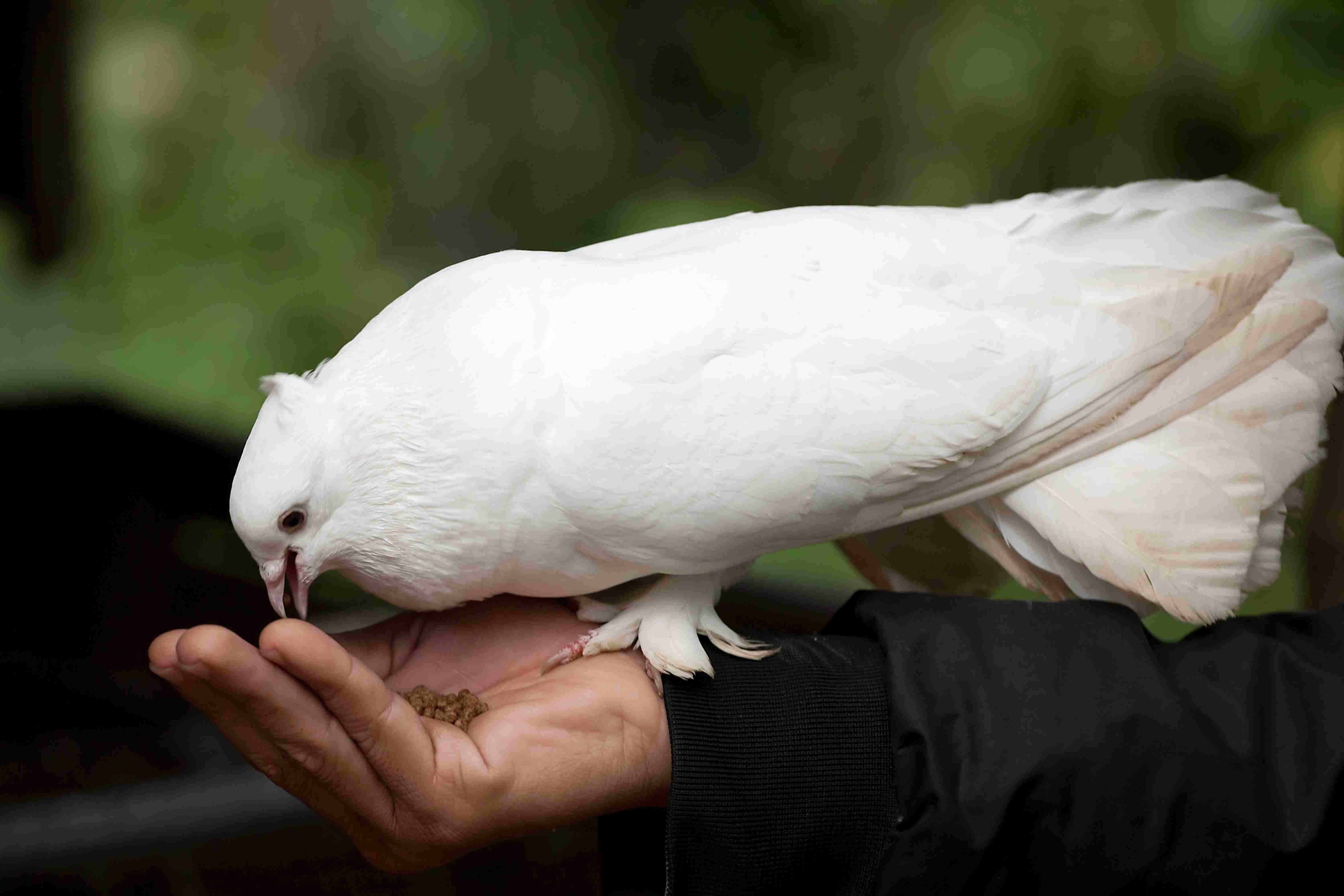 Белый голубь ест из рук человека