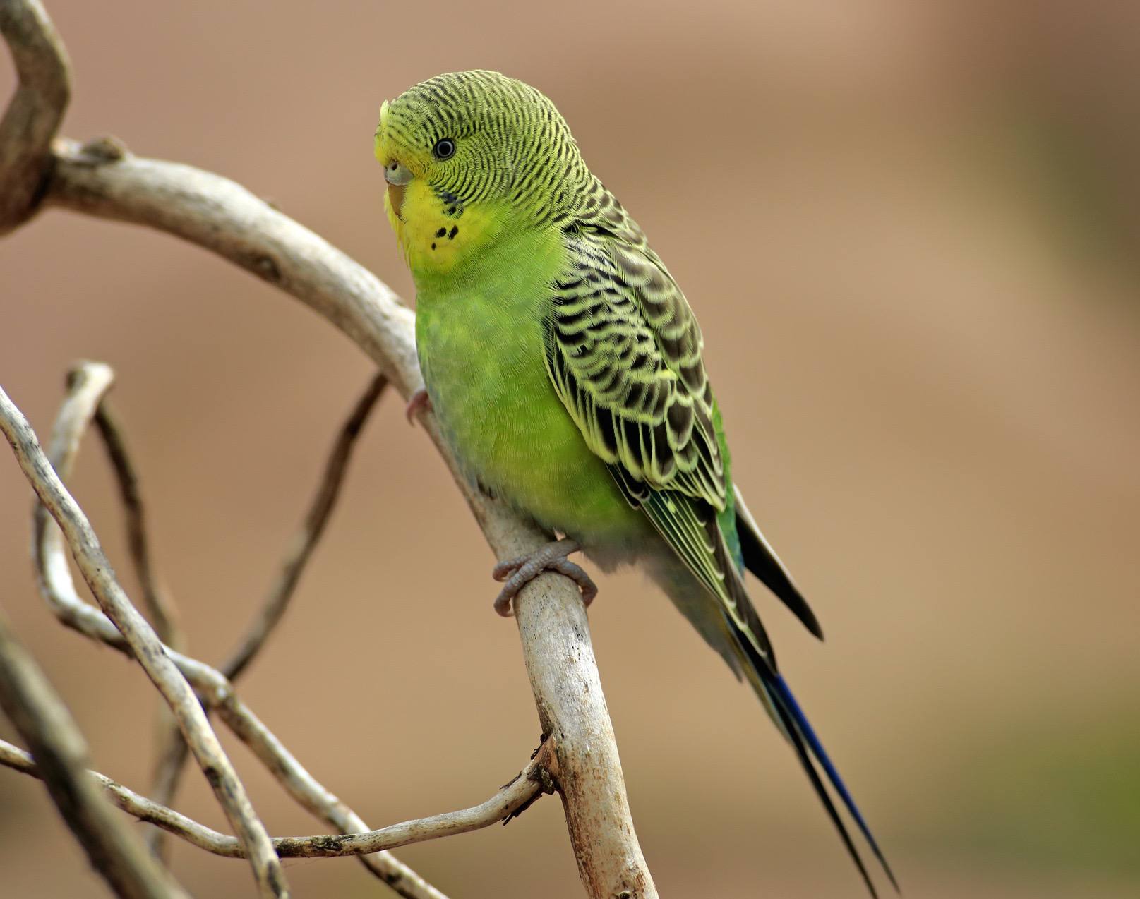 Зеленый волнистый попугайчик сидит на ветке