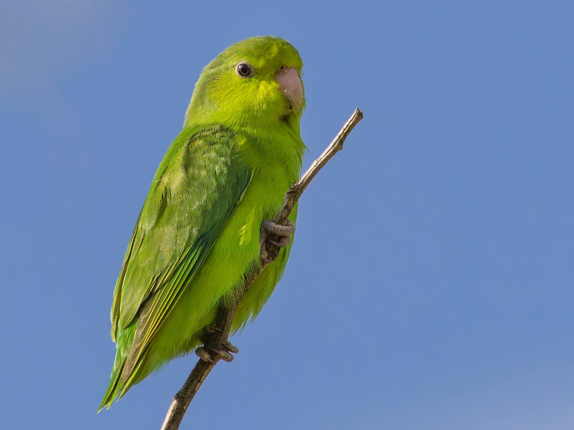 Зеленый попугай стоит на ветке возле кончика