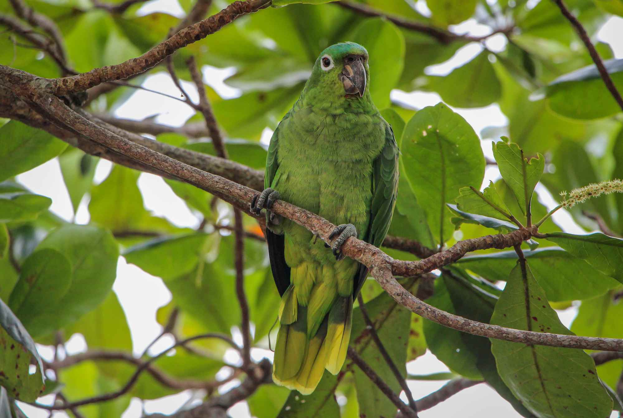 Мучнистый амазонский попугай