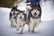 Три ездовые собаки в снегу
