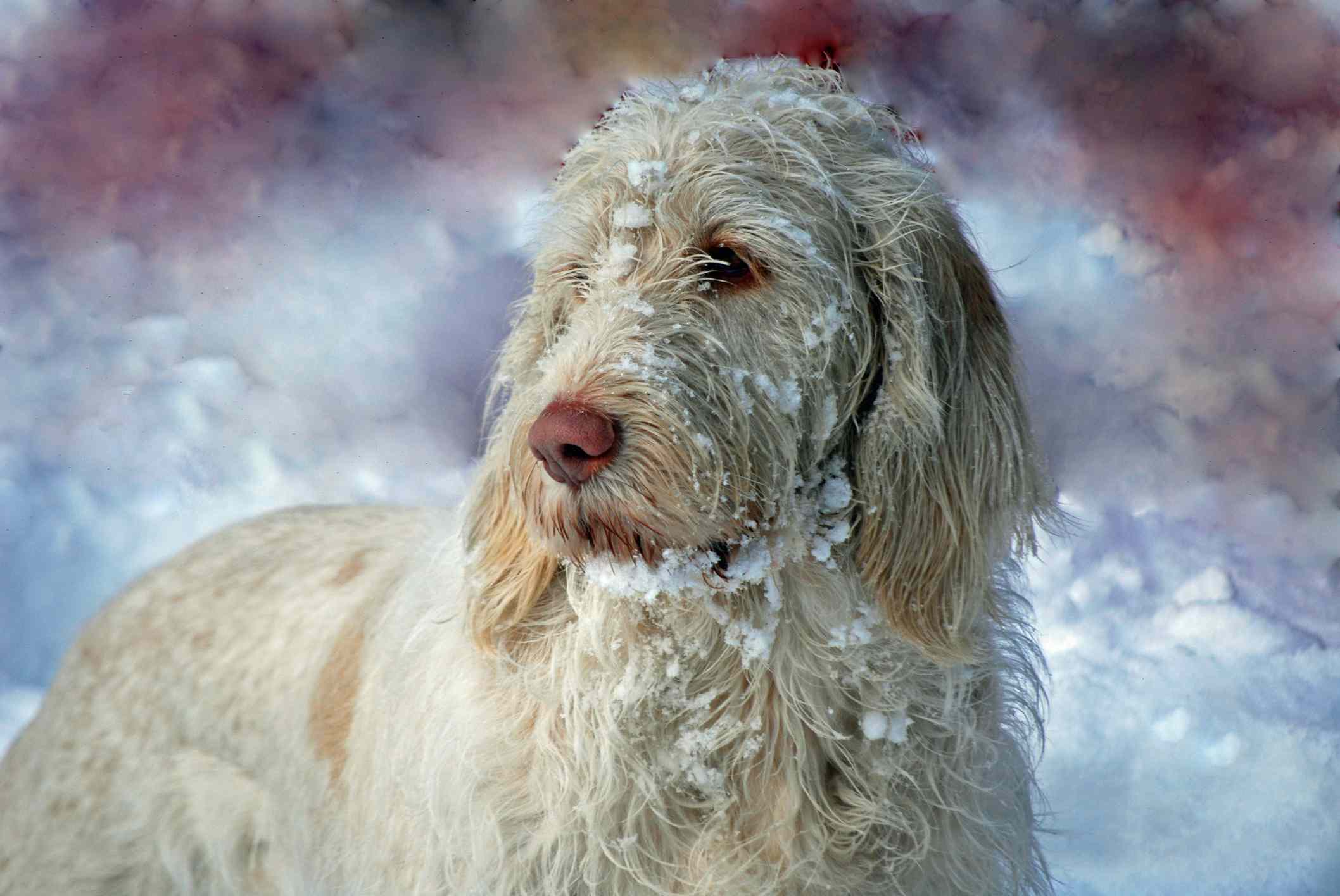 Spinone Italiano в снегу