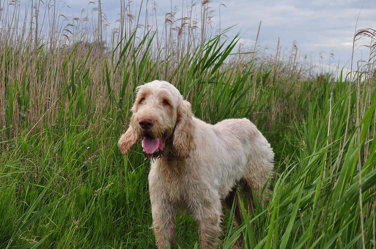 Spinone Italiano в высокой траве у русла реки