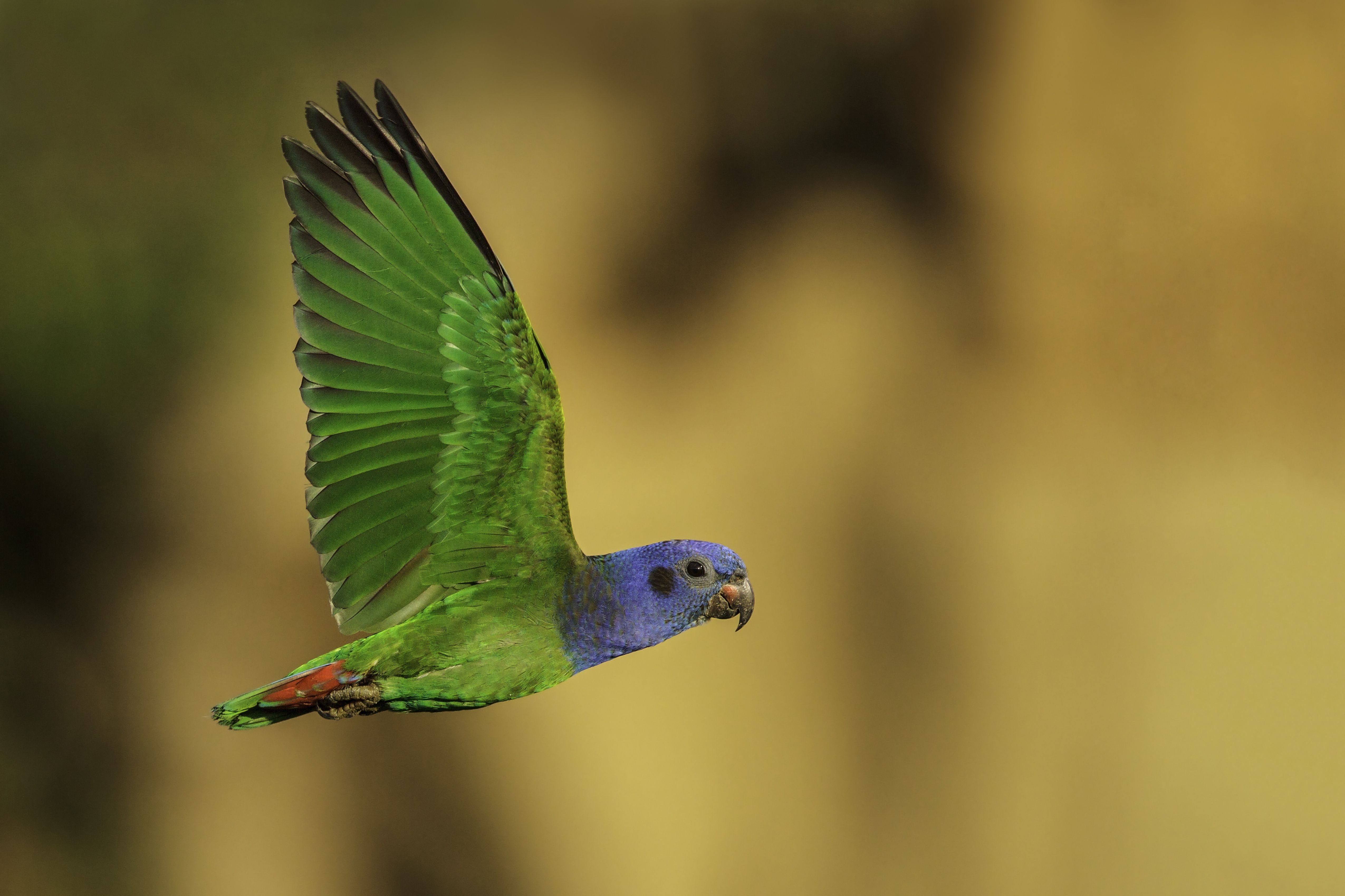Голубоголовый попугай пионус летит