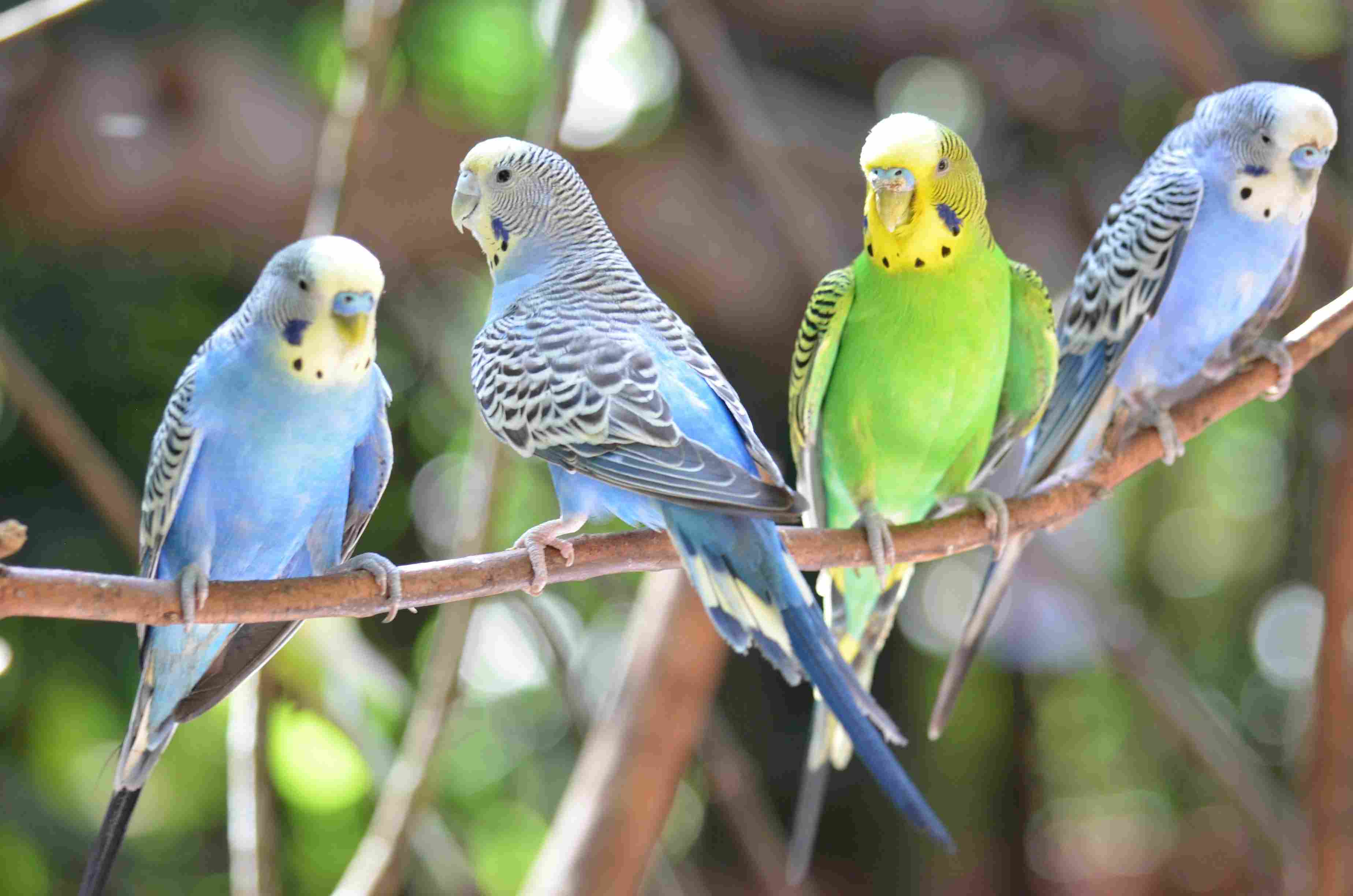 Крупный план волнистых попугайчиков, сидящих на ветке