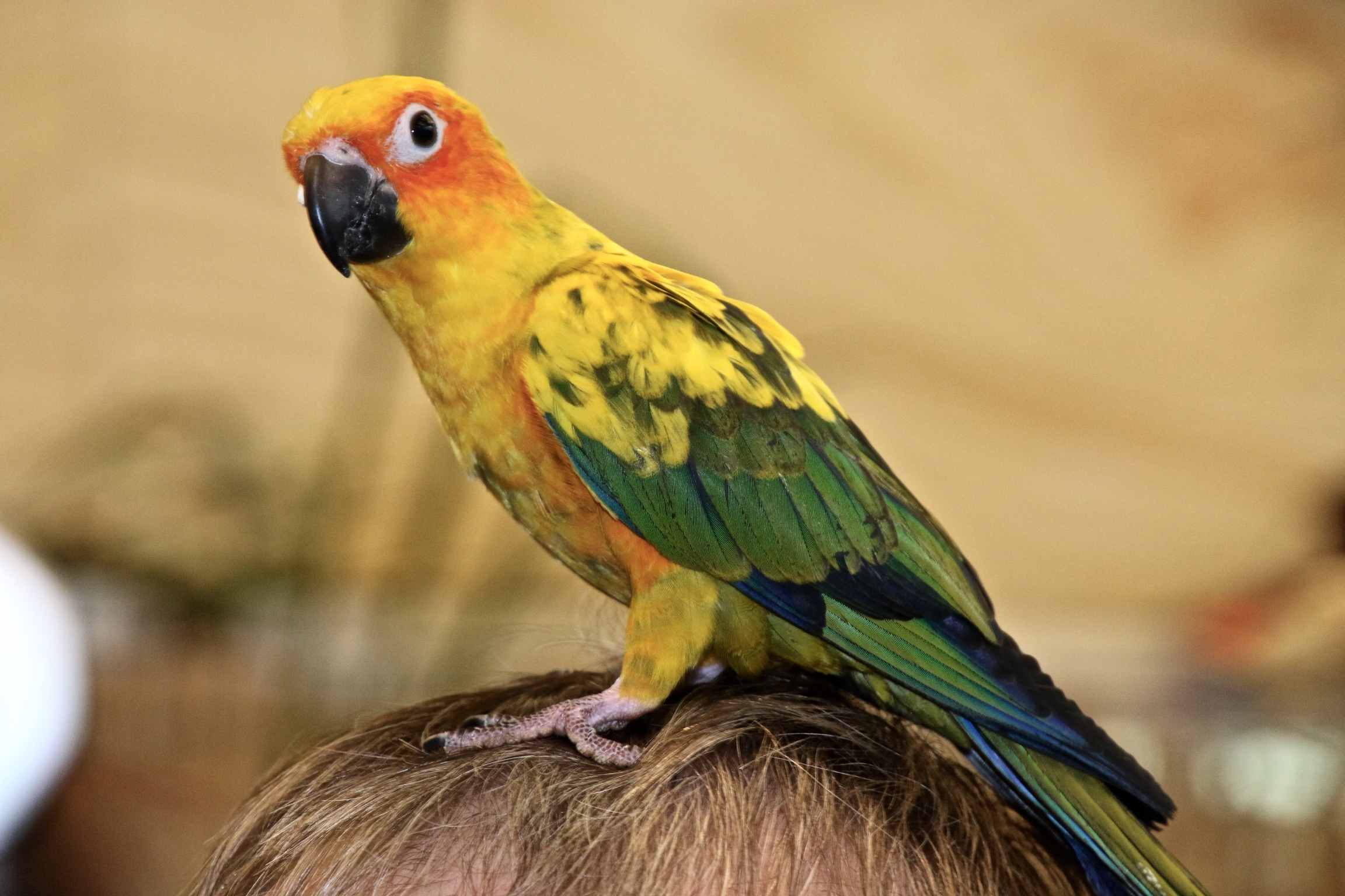 Крупный план попугая, сидящего на голове