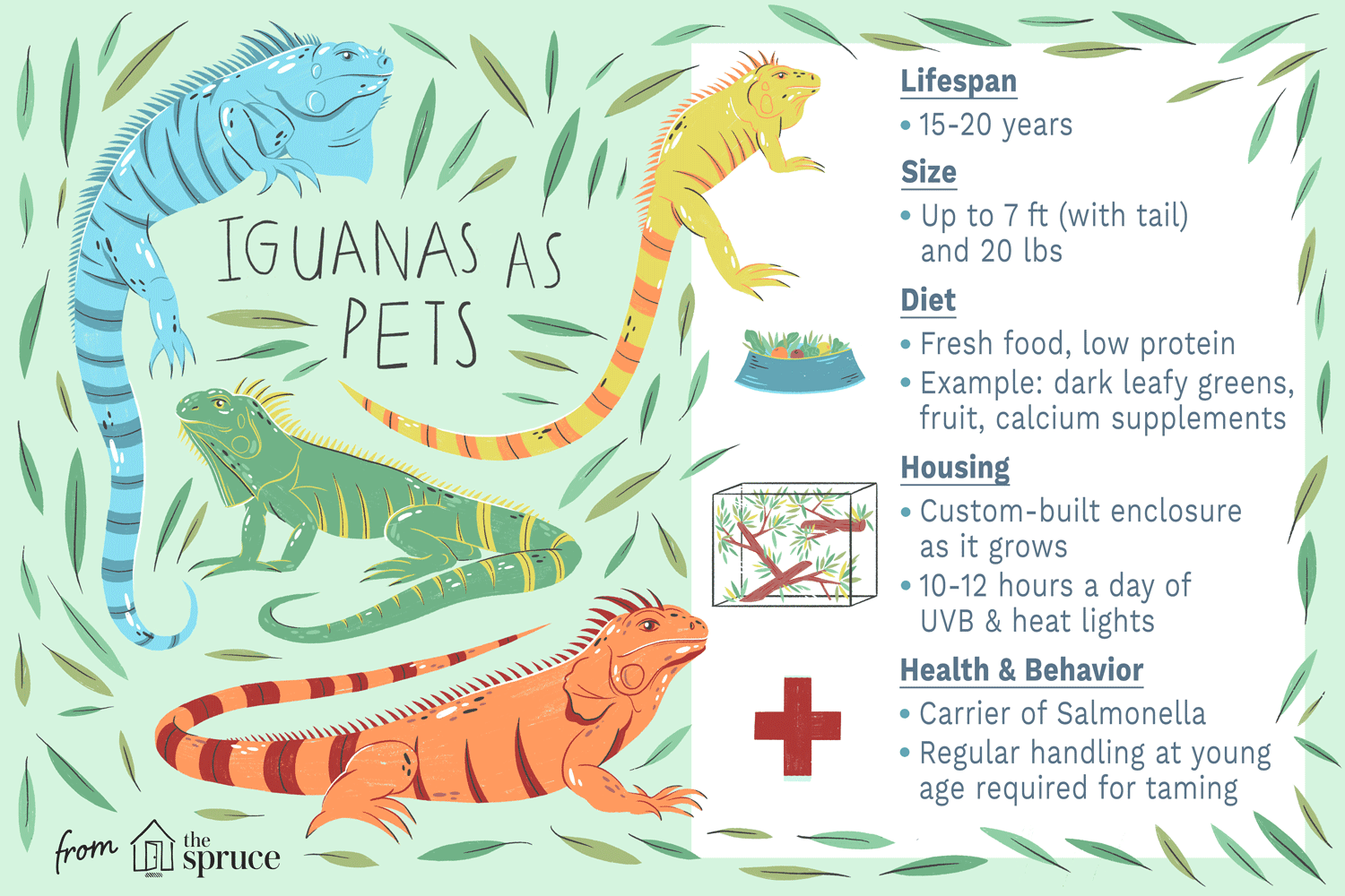 игуаны в качестве домашних животных, что вам нужно знать о диете, жилье, здоровье и многом другом