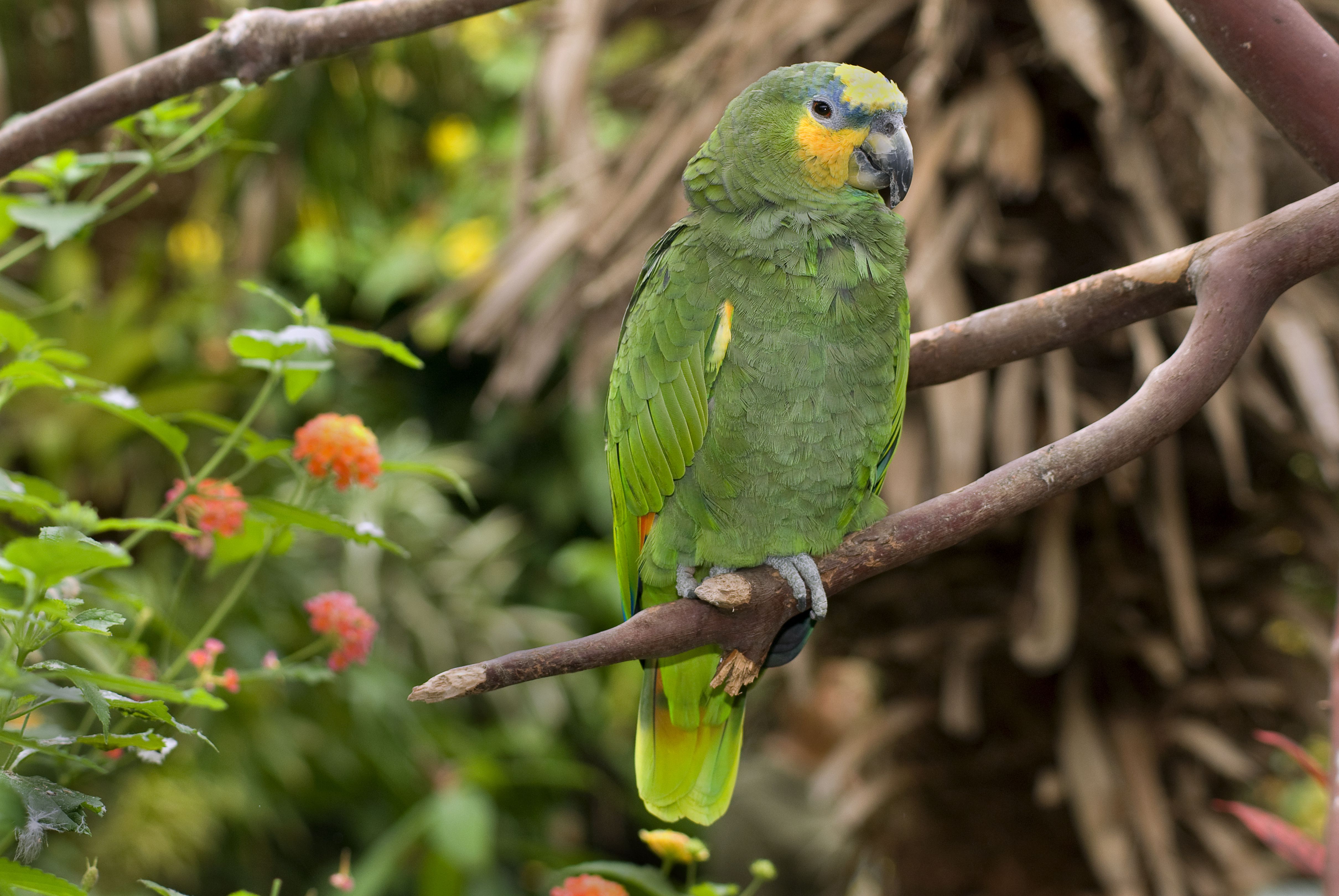 Амазонский попугай с оранжевыми крыльями