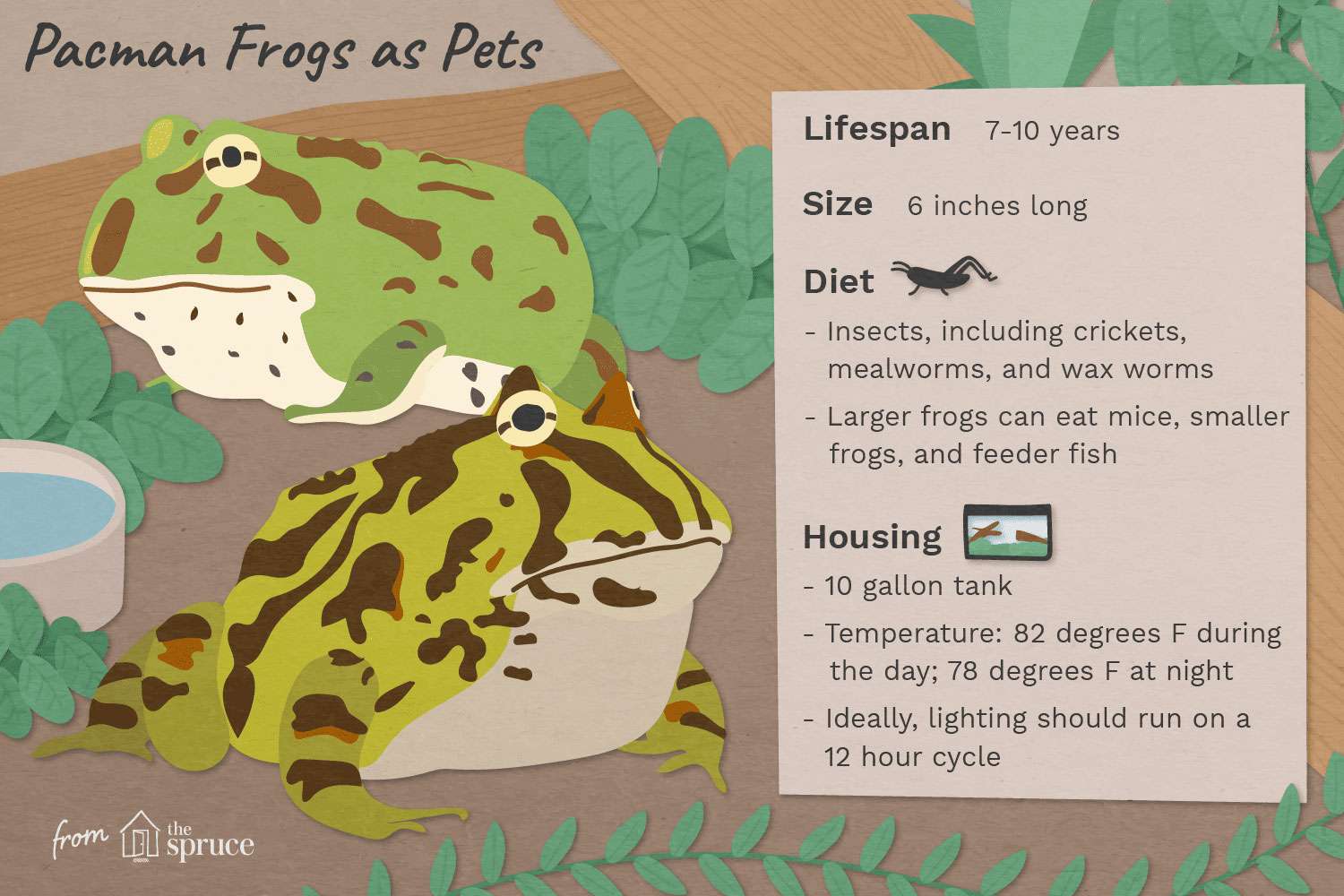 иллюстрация лягушки pacman как домашних животных быстрые факты