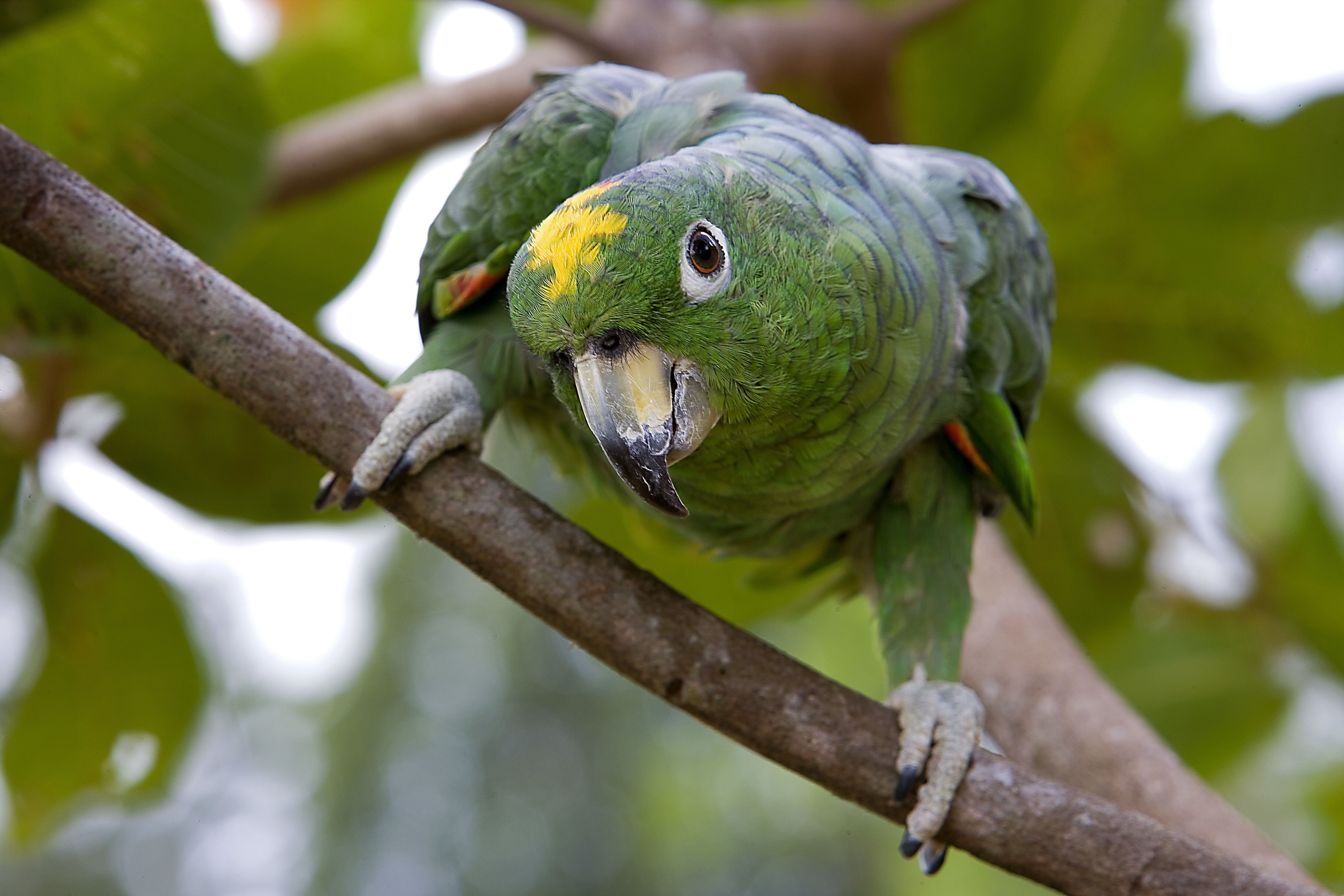 Портрет мучнистого амазонского попугая