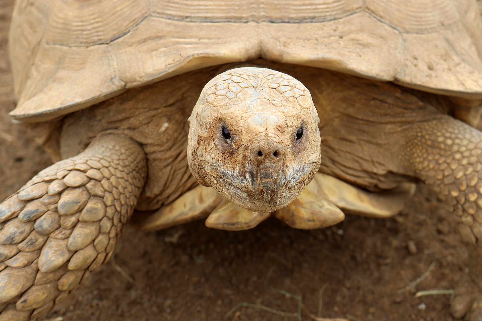 Крупный план головы черепахи Sulcata