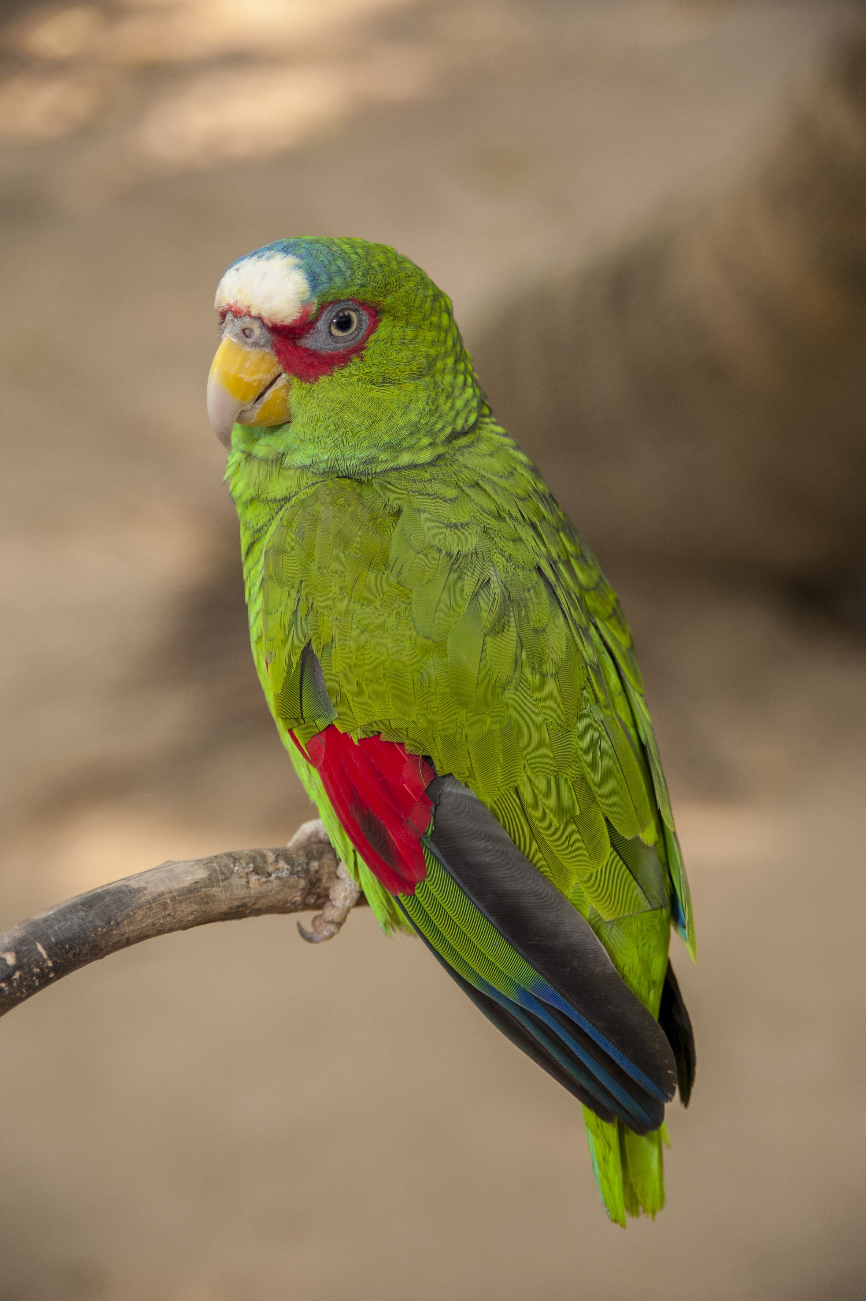 Белолобый амазонский попугай (Amazona albifrons), Сад бабочек Роатан, Роатан, Гондурас